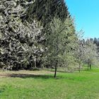 23.04.2020 Blütenweg am Waldrand