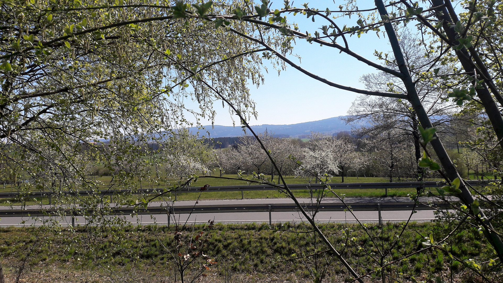 23.04.2020 Fahrt mitten  durchs Blütenmeer