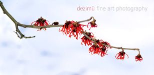 dezimü fine art photography