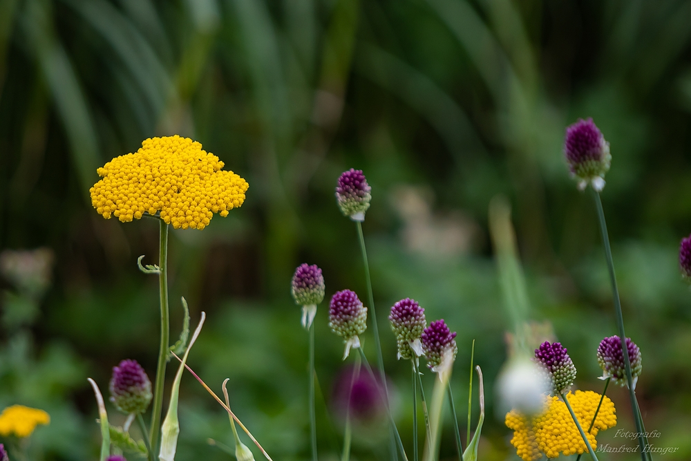 230702-1 / Wildblütenwiese