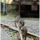 230826-092 Katze