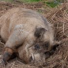 23.09.2016_14-32-11_Tierpark Sababurg