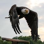 23.09.2016_15-36-44_Tierpark Sababurg