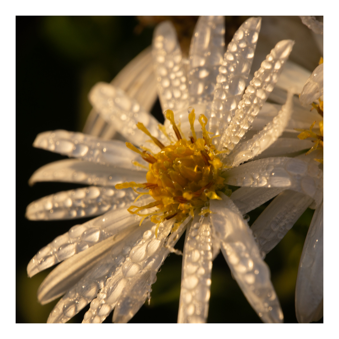 23.11.22 Mittwochsblümchen *Blüte am Morgen*