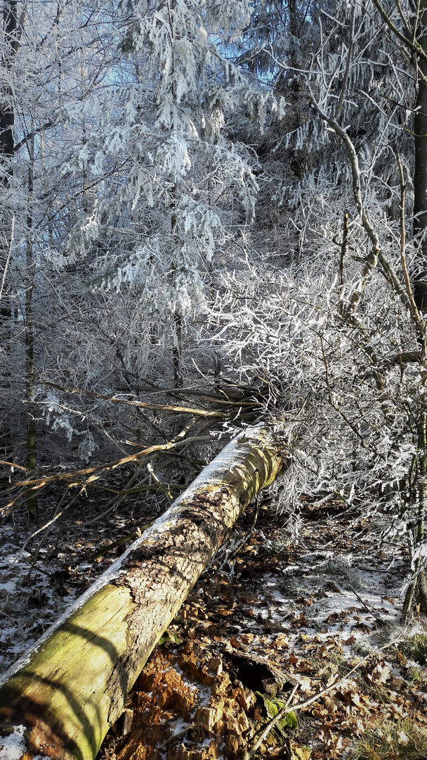 23.1.2020 Winterzauber mitten im Wald