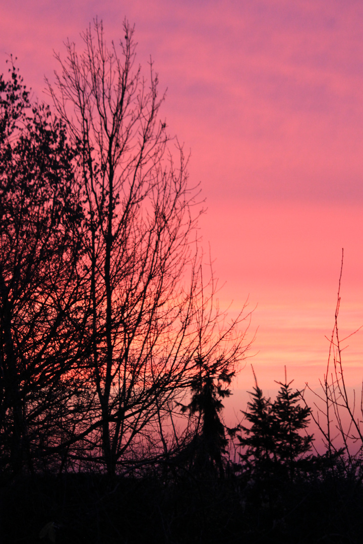 23.2.2011 Morgensonne über Niederkrüchten