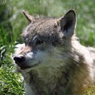 23341.Eurasischer Wolf