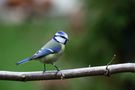 " Mésange bleue " de Jean COLLETTE