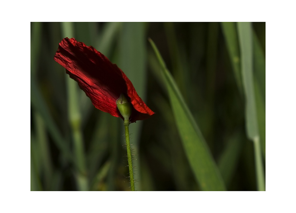 " 23:43 Uhr - Mohn "