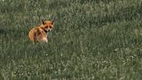 Fuchs auf der Wiese von ruebyi