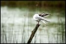 toilette-sous-la-pluie von artphot36