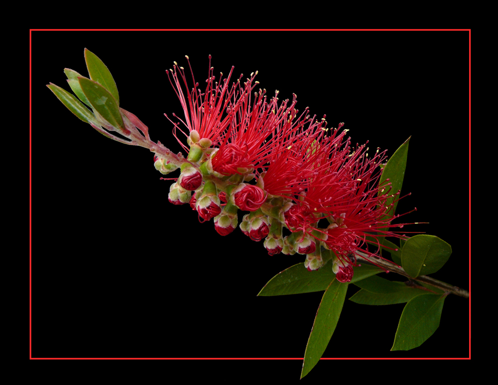 236 CALLISTEMON