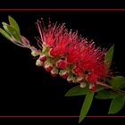 236 CALLISTEMON