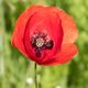 Mohn