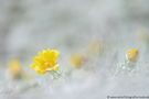 ~ Winter im Frühling  von Wolfgang Hock