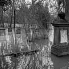 2368UZ Friedhof im Hochwasser mit Krokodil Rinteln SW