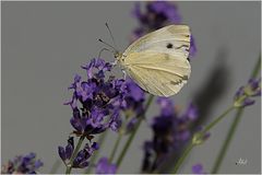 2370   ___   Weissling im Lavendel   ___