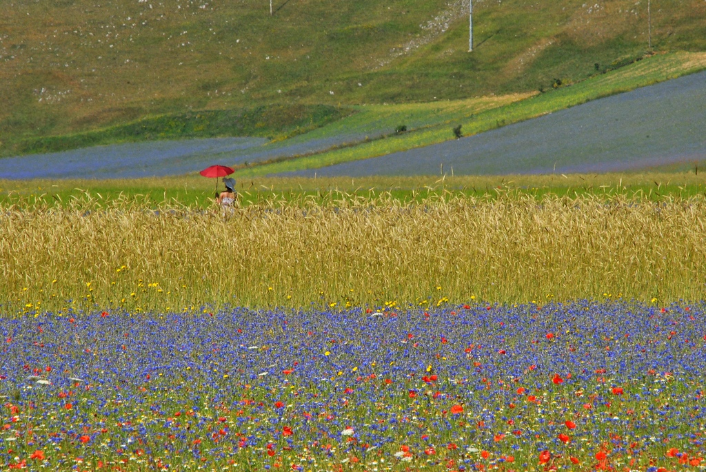 238 - Castelluccio 2015