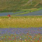 238 - Castelluccio 2015