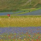 238 - Castelluccio 2015