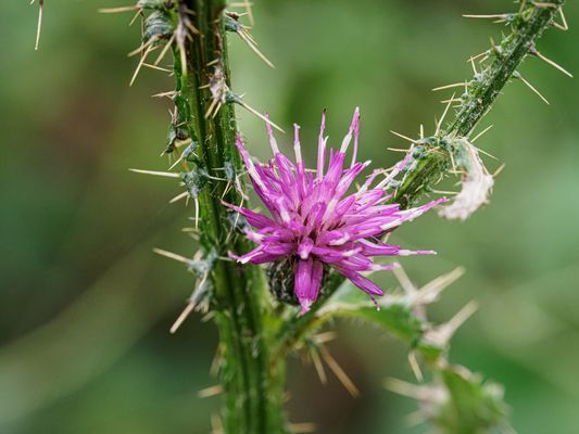 238/365 Wehrhaftes Mittwochsblümchen
