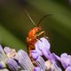 Cantharis livida (Soldier Beetle)