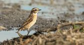 Whinchat by Mark Billiau.