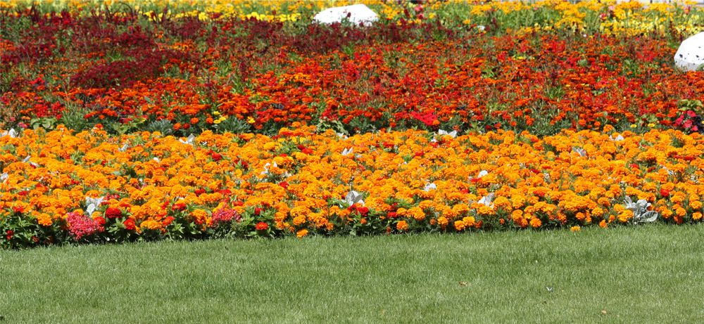 Rotes Blumenmeer von Nadine Wortmann 