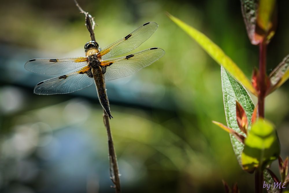 Libelle von M. Engbarth Photographie