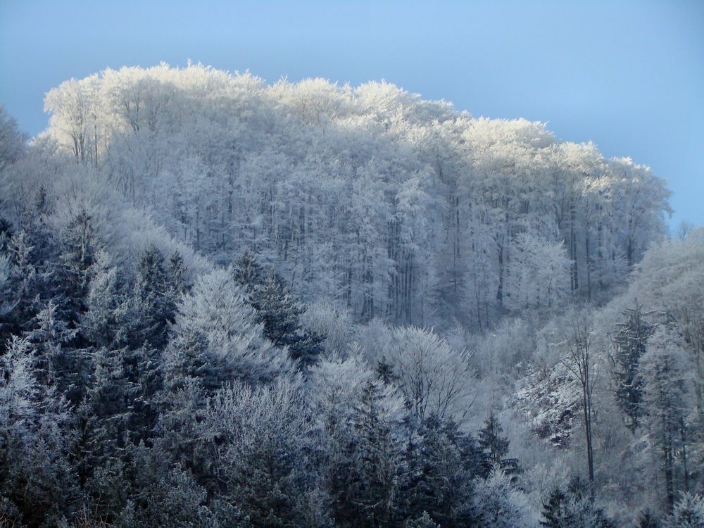 Märchenwald von Kurt Wieser