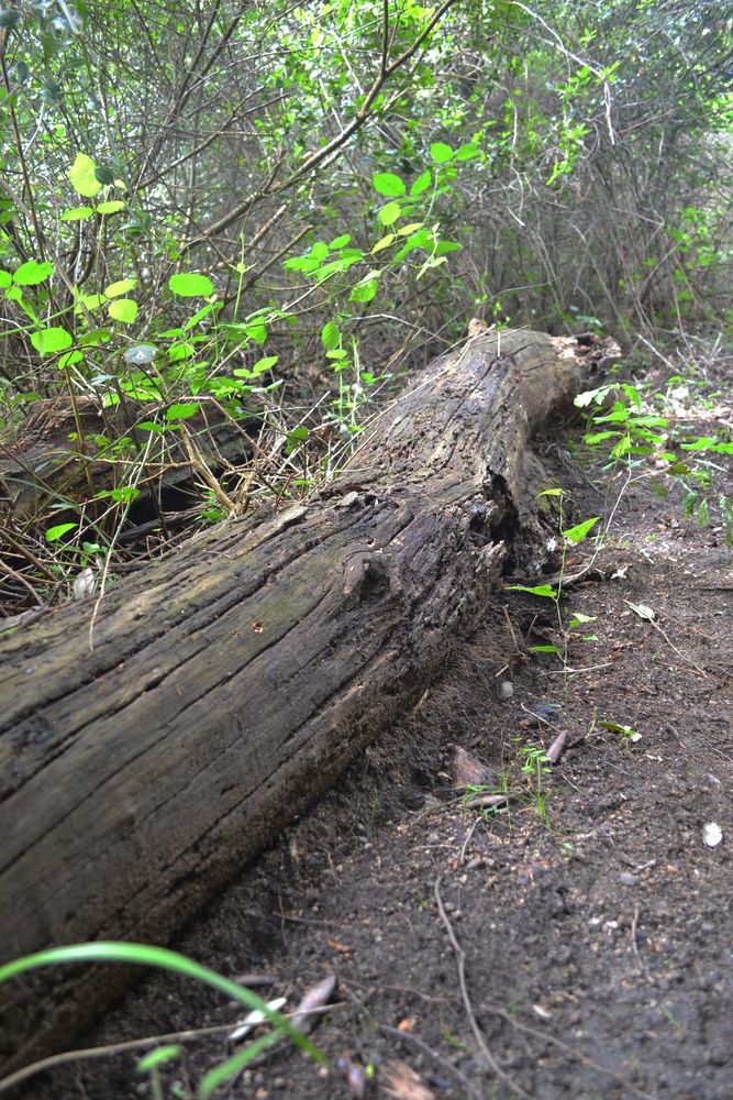 Excursión de Aradel