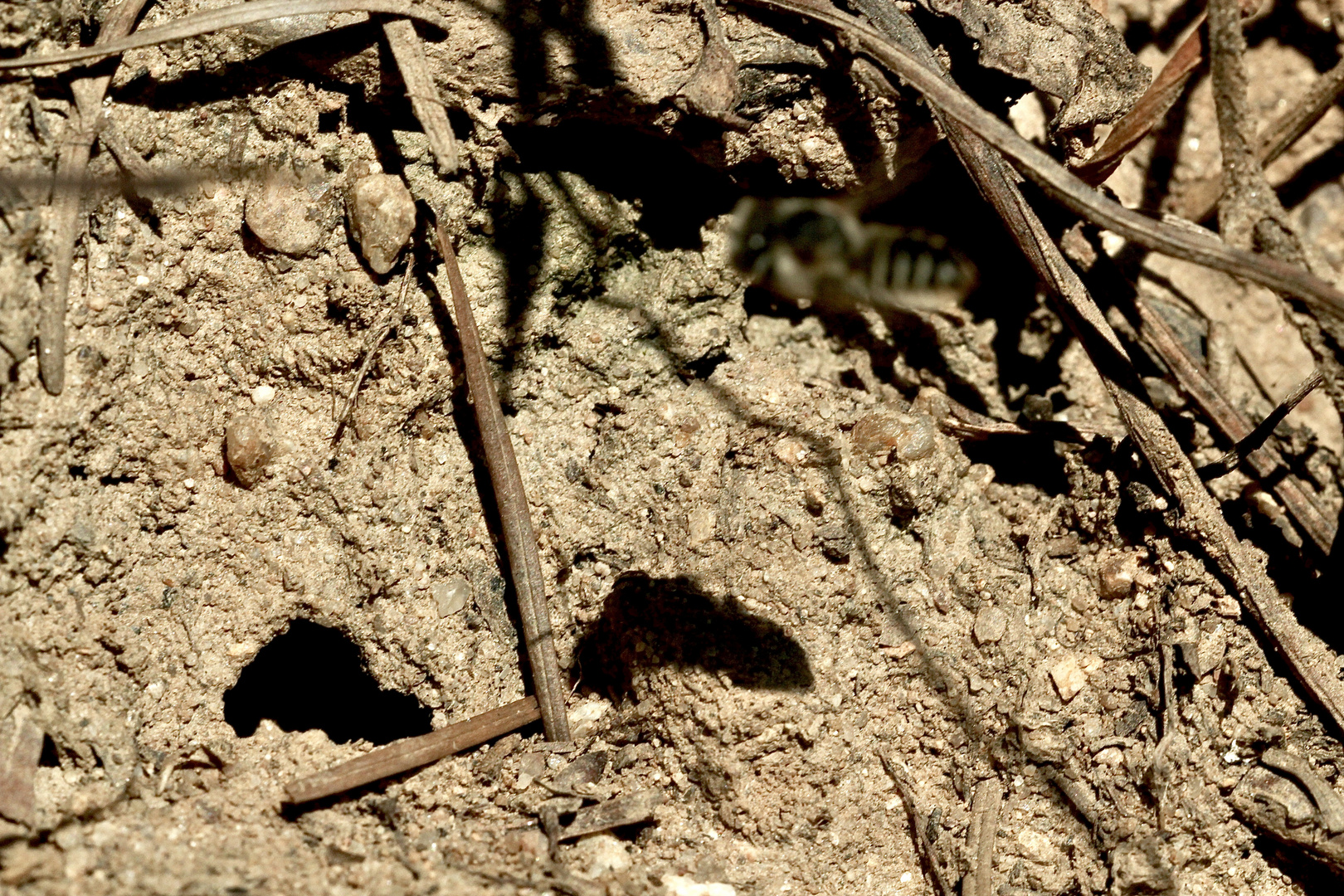 (24) Alte Bekannte: Megachile pilidens und Coelioxys afra