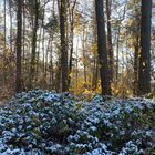 (24) Der erste richtige Schnee diesen Winter - ein wunderschöner Sonntagmorgen-Spaziergang