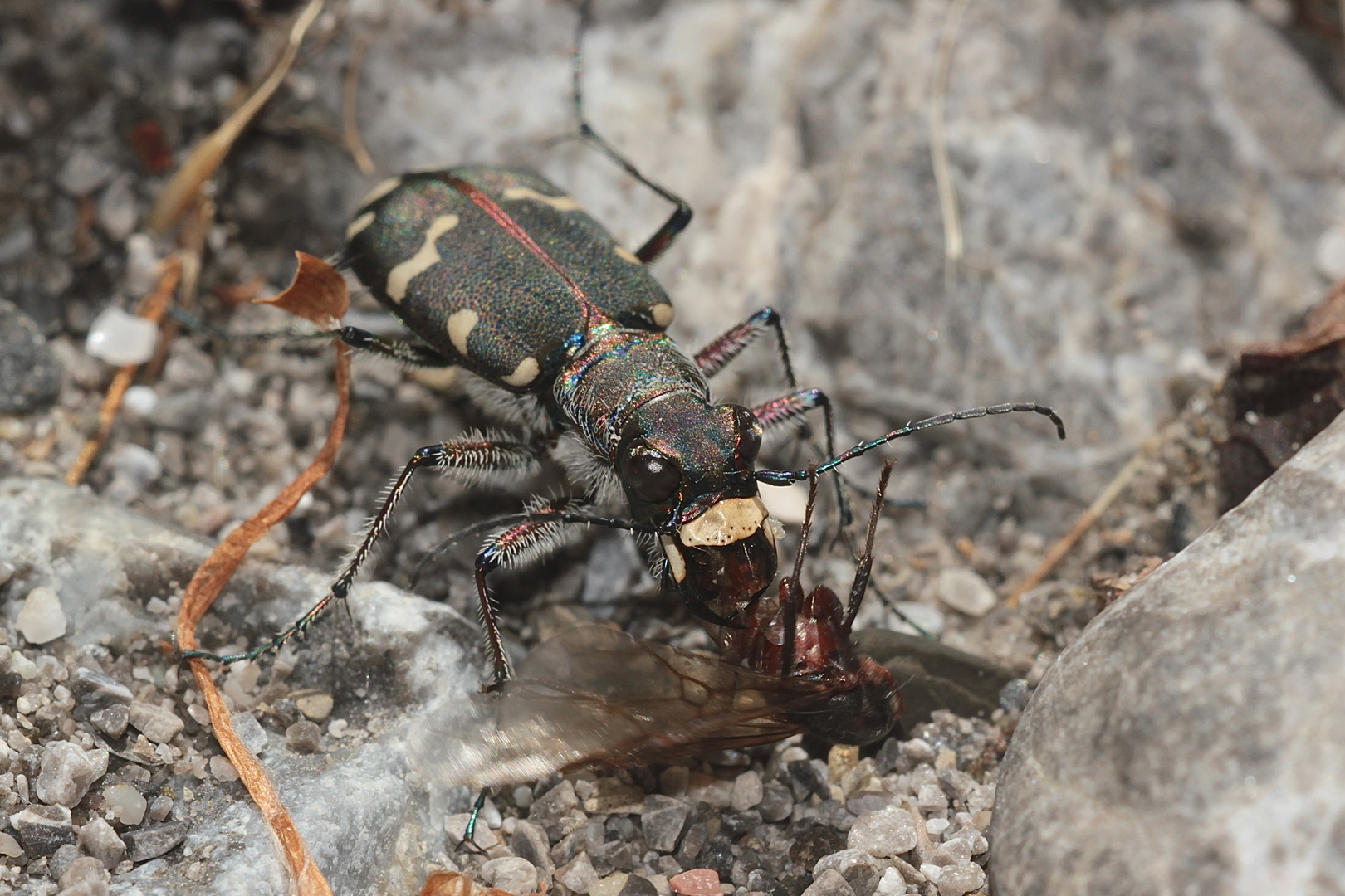 (2/4) Der Kupferbraune oder Dünen-Sandlaufkäfer (Cicindela hybrida)