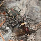 (2/4) Der Kupferbraune oder Dünen-Sandlaufkäfer (Cicindela hybrida)