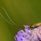 24 Karat Gold auf der Purpurblüte!