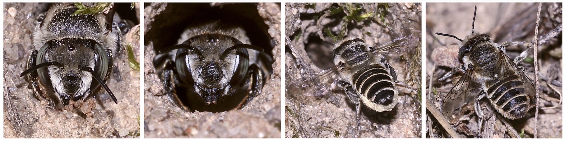 (24) "Meine" Bienenkolonie 2019 - Im kalten Winter Vorfreude auf den nächsten Sommer ...