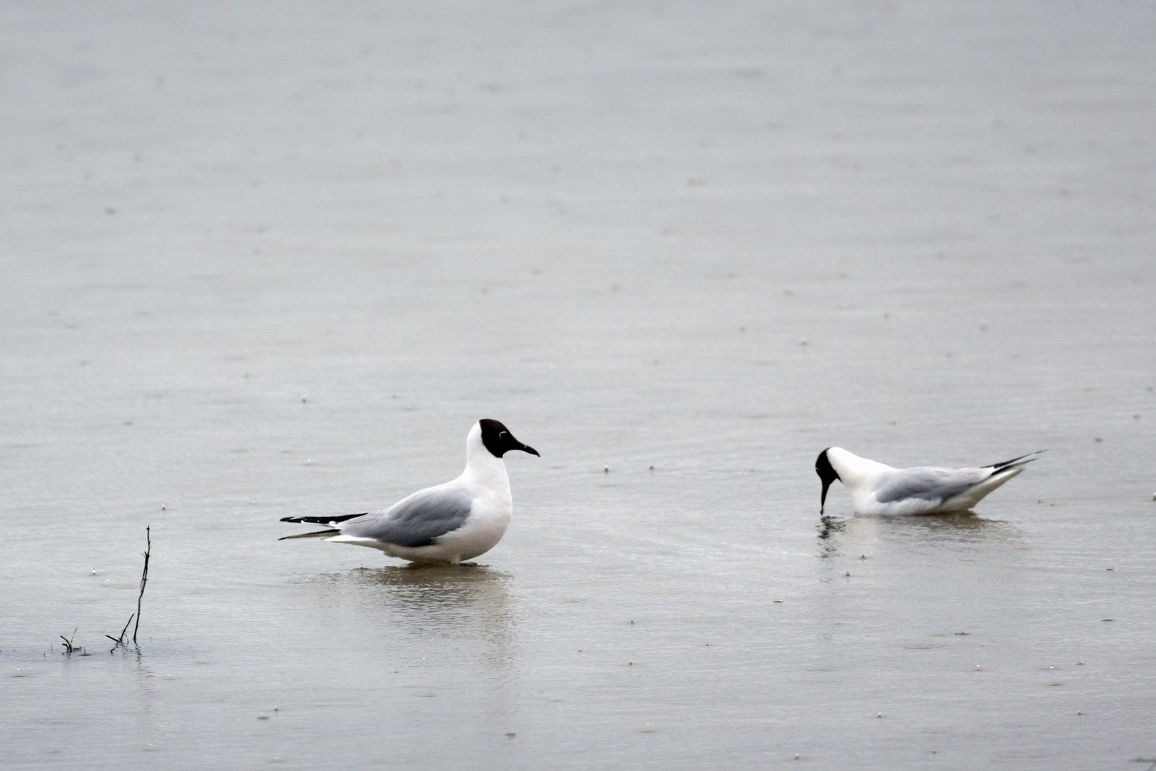 24 Mouettes rieuses sous la pluie