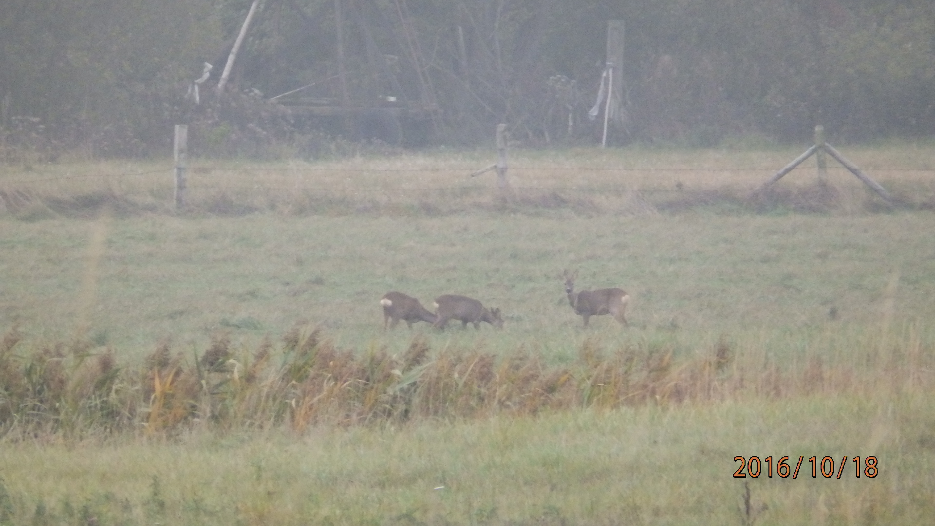 #24 Rehe in Mecklenburg-Vorpommern