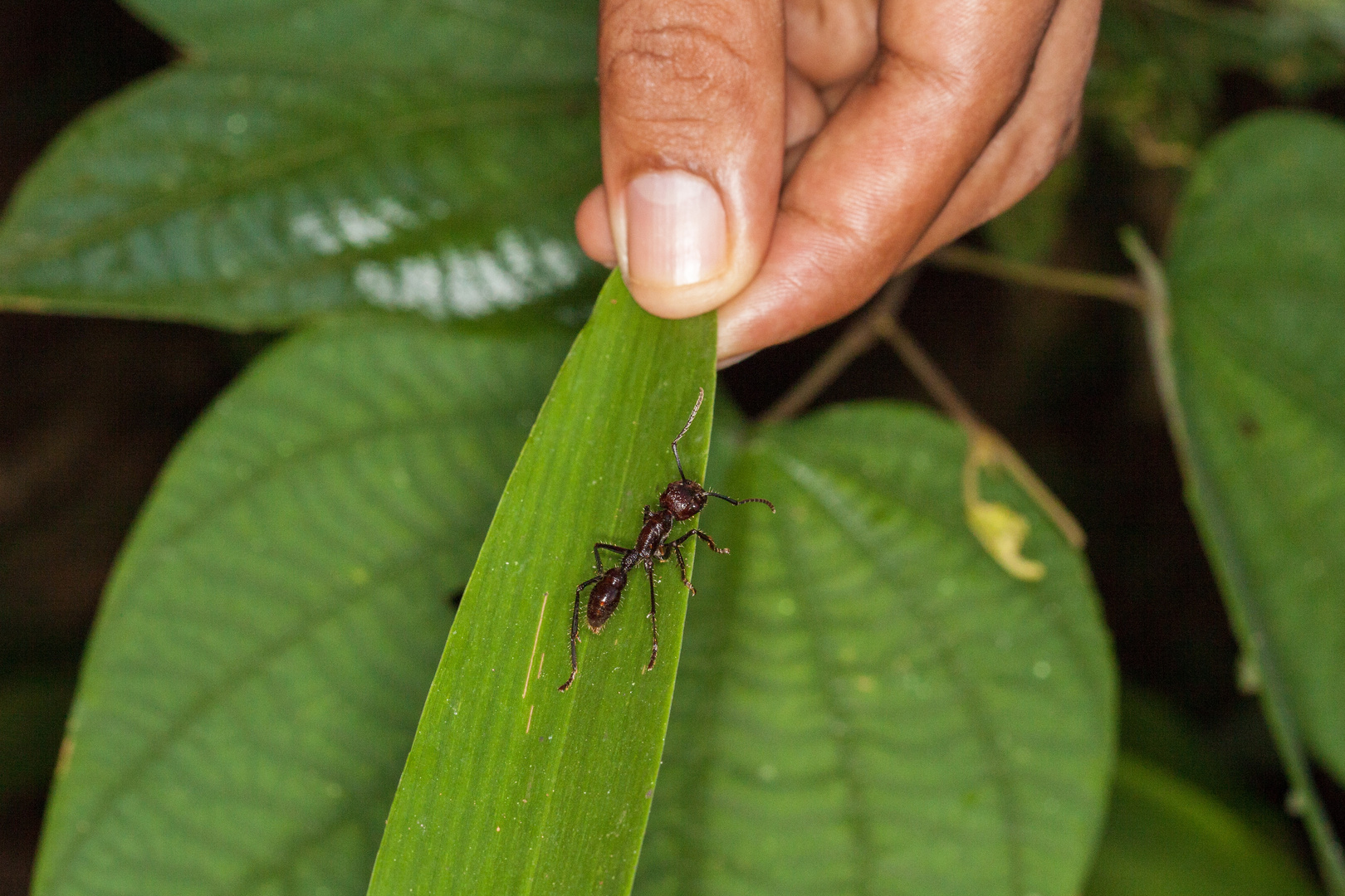 24 Stunden Ameise - Bullet ant