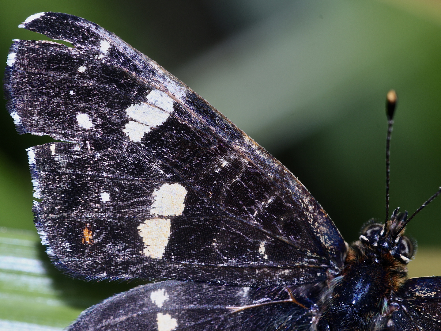 (24) Unterschiedliche Färbungen der Sommerform des Landkärtchens (Araschnia levana f. prorsa)