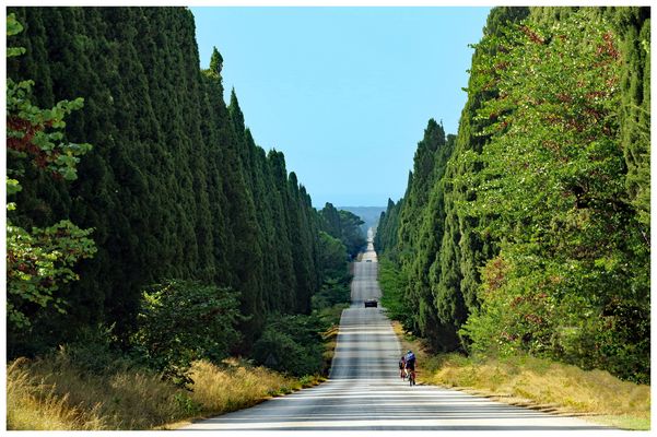 2400 cyprès centenaires.....