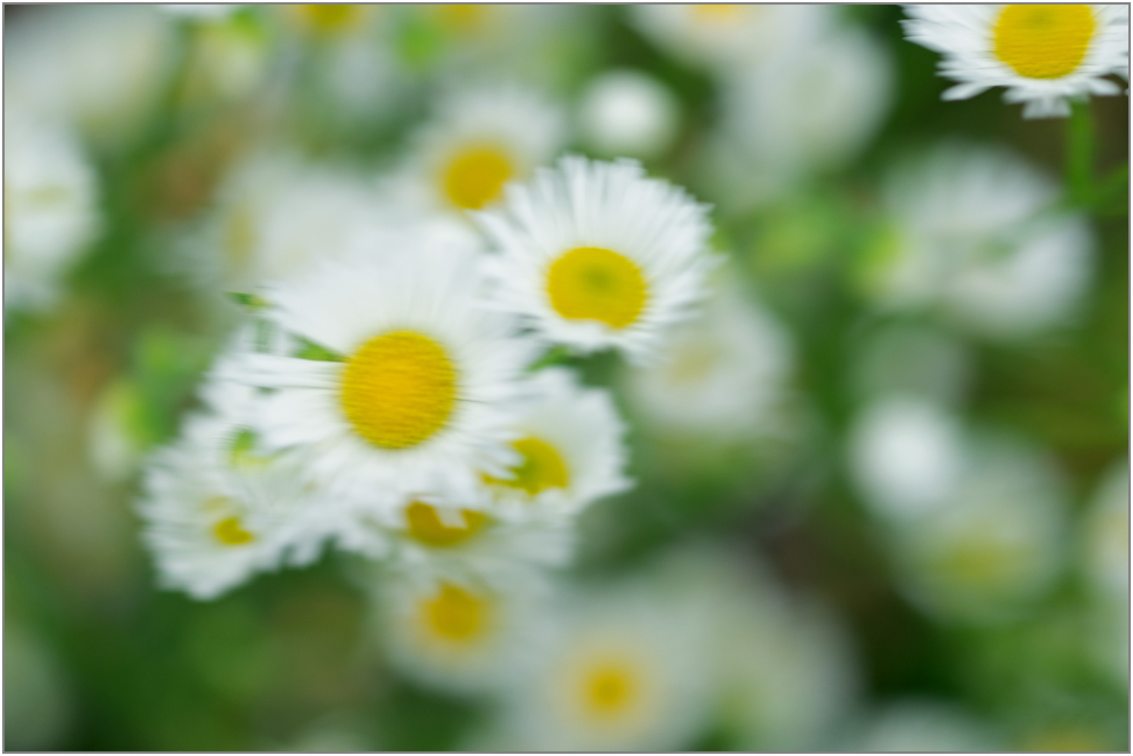 24.03.24 ##  Frühblüher - Gänseblümchen - ICM ##