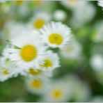 24.03.24 ##  Frühblüher - Gänseblümchen - ICM ##