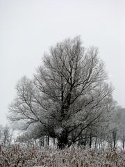 24.11.2008 - der Schnee ist einen Monat zu früh