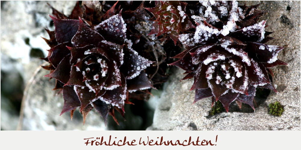 24.12. Heiligabend - Frohe Weihnachten!