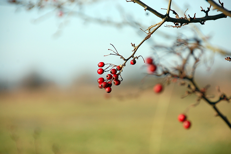 24.12.15  Hagebutten