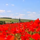 24130 in einem Mohnfeld bei Muldenau