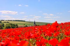 24130 in einem Mohnfeld bei Muldenau