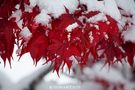 Wenn Herbstblätter vom Schnee überrascht werden ... von Sylwia Buch